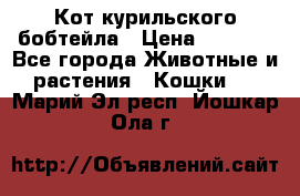 Кот курильского бобтейла › Цена ­ 5 000 - Все города Животные и растения » Кошки   . Марий Эл респ.,Йошкар-Ола г.